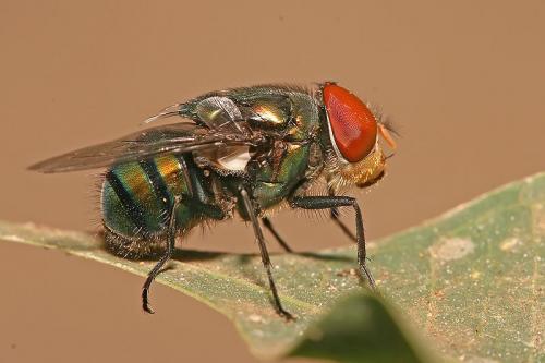  Учёные исследовали муху и сказали, что она поможет лечить болезни