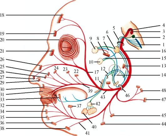  Лицевой нерв человека может стать парализованным из за мигрени