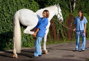 Хромота может быть результатом травм у лошадей