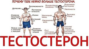  Что делать, если тестостерон решил уйти в отпуск