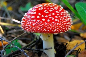 Мухомор красный: Легенды и Реальность