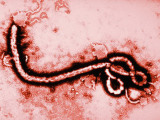 Знаем ли мы правду про вирус Эбола?
