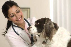 Как правильно выбрать ветеринарную клинику