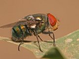 Учёные исследовали муху и сказали, что она поможет лечить болезни