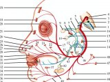 Лицевой нерв человека может стать парализованным из-за мигрени