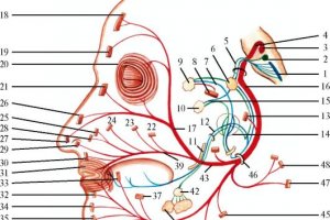 Лицевой нерв человека может стать парализованным из-за мигрени